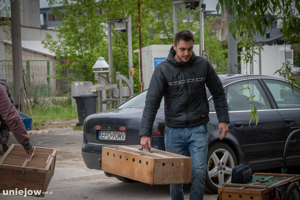Hodowcy gołębi pocztowych z Uniejowa