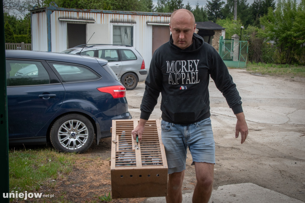Hodowcy gołębi pocztowych z Uniejowa