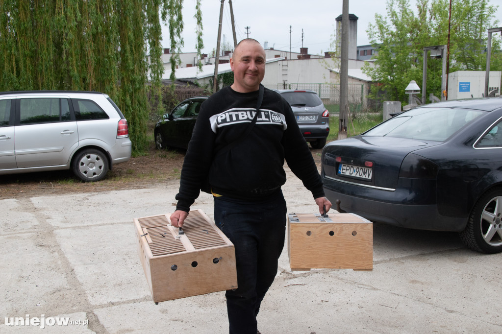 Hodowcy gołębi pocztowych z Uniejowa