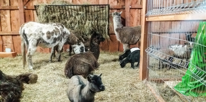 Wielbłąd, alpaki oraz owce kameruńskie, czyli Żywa Szopka w Uniejowie