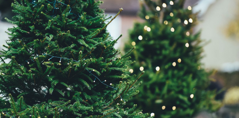 Rozdajemy choinki. Wygraj drzewko i umil swoje Święta