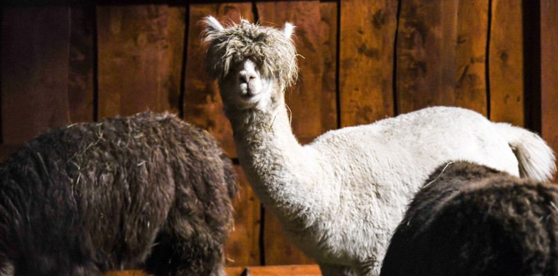 Żywa szopka ponownie w Uniejowie. Jakie zwierzęta zobaczymy? [ZDJĘCIA]