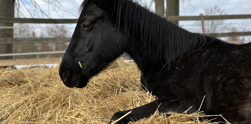 Niedaleko Uniejowa ratują konie przed trafieniem do rzeźni. Ruszyła zbiórka środków na jedzenie dla zwierzaków