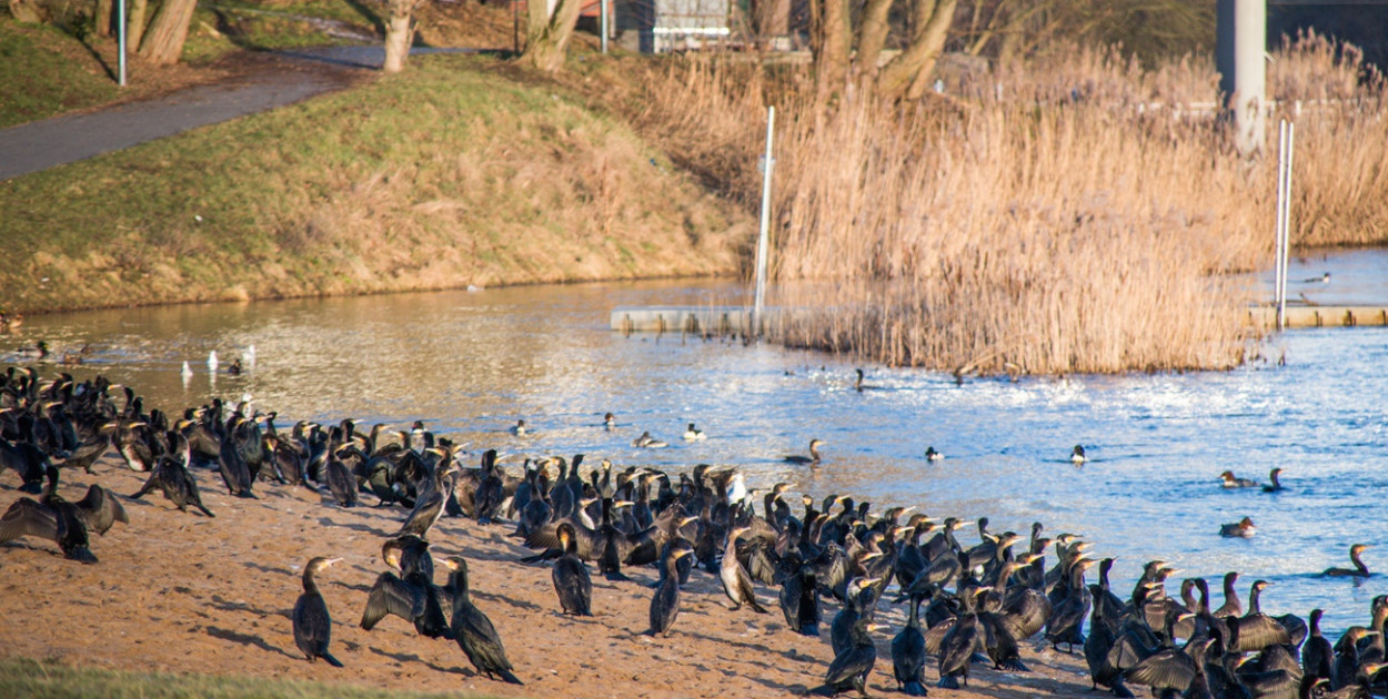 Wiele ptaków możemy zobaczyć w tym roku zimą w Uniejowie. Jednak najwięcej spotkać możemy kormoranów. fot. Michał Kubacki/uniejow.net.pl
