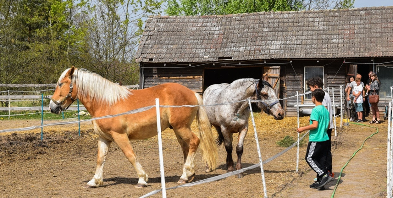 Ktosiowo to dom dla koni, które udało się uratować przed śmiercią w rzeźni. Kolejne dwa konie mają szansę na spokojne życie w azylu.