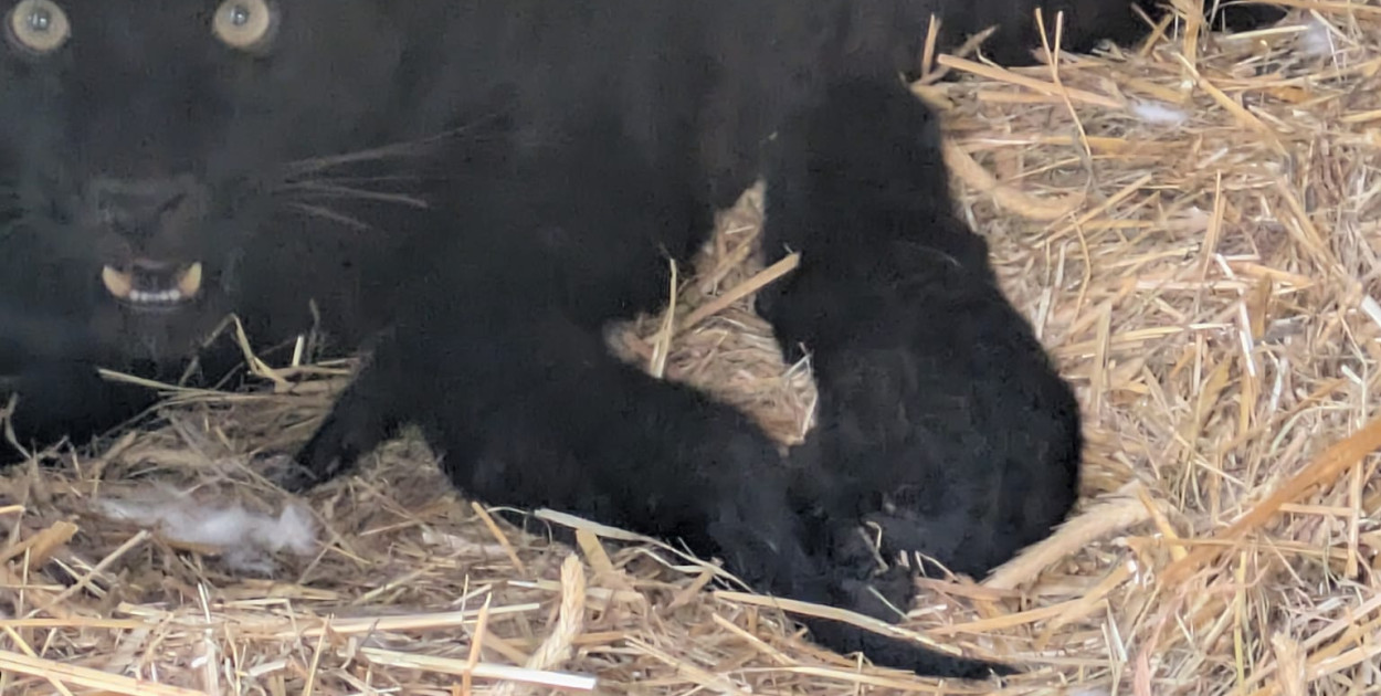 źródło: Zoo Borysew