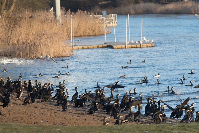 Kormorany zimują w Uniejowie. Zobacz, jakie ptaki spotkasz spacerując bulwarami