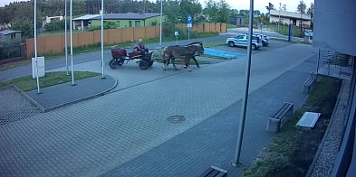 W Poddębicach pijany woźnica przyjechał na policyjny pa-15699
