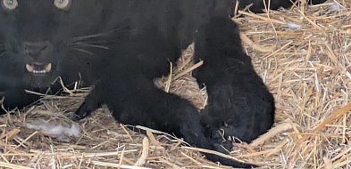 W Zoo Borysew na świat przyszły dwa czarne lamparty-16321
