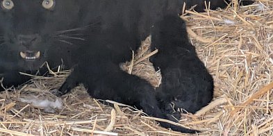 W Zoo Borysew na świat przyszły dwa czarne lamparty-16321