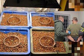 Policja zlikwidowała domową uprawę konopi. 45-latek zatrzymany w poddębickim-17443