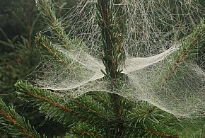 Kupujesz żywą choinkę na święta? Ten szczegół łatwo przeoczyć-17696