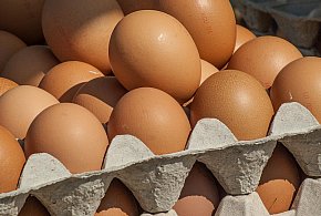Salmonella wykryta w jajach! GIS wydał pilne ostrzeżenie-17737