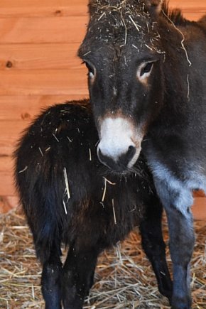 Żywa szopka w Zoo Borysew-2435