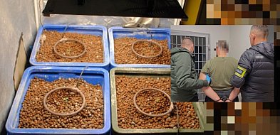 Policja zlikwidowała domową uprawę konopi. 45-latek zatrzymany w poddębickim-17443