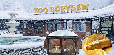 Zoo w Borysewie gotowe na ferie. Wychowankowie domów dziecka wejdą za 1 zł!-17944
