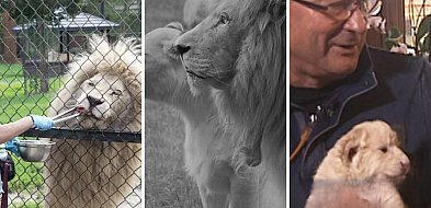 Smutne pożeganie w Zoo w Borysewie. Odszedł Sahim, legendarny biały lew [WIDEO]