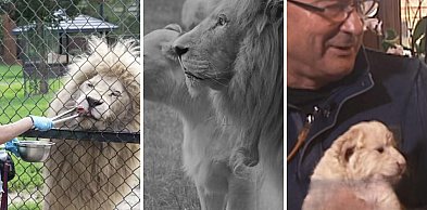 Smutne pożeganie w Zoo w Borysewie. Odszedł Sahim, legendarny biały lew [WIDEO]