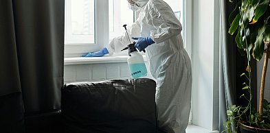 Pluskwy, karaluchy i mrówki w mieszkaniu – kiedy konieczna jest interwencja