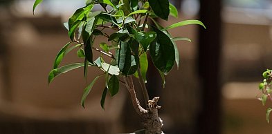 Fikus benjamina – dlaczego traci liście i jak temu zapobiec