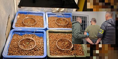 Policja zlikwidowała domową uprawę konopi. 45-latek zatrzymany w poddębickim-17443