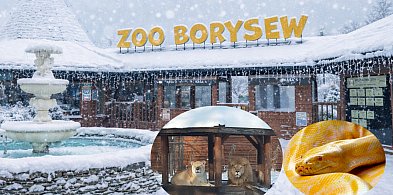 Zoo w Borysewie gotowe na ferie. Wychowankowie domów dziecka wejdą za 1 zł!-17944