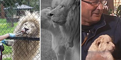 Smutne pożegnanie w Zoo w Borysewie. Odszedł Sahim