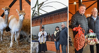 Żywa szopka bożonarodzeniowa w Zoo Borysew. Bezpłatna atrakcja czynna codziennie-17631