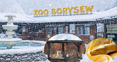 Zoo w Borysewie gotowe na ferie. Wychowankowie domów dziecka wejdą za 1 zł!-17944