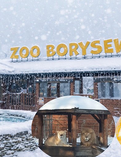Zoo w Borysewie gotowe na ferie. Wychowankowie domów dziecka wejdą za 1 zł!-17944
