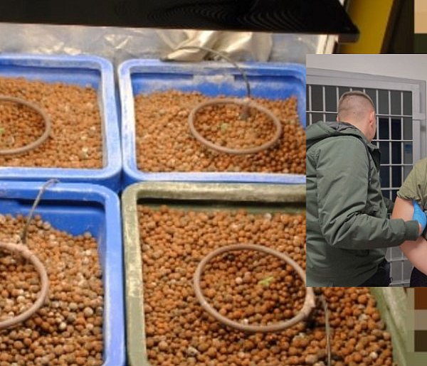 Policja zlikwidowała domową uprawę konopi. 45-latek zatrzymany w poddębickim-17443