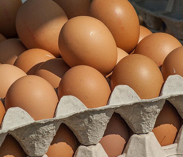 Salmonella wykryta w jajach! GIS wydał pilne ostrzeżenie-17737