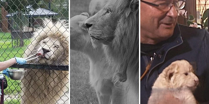 Odszedł Sahim, legendarny biały lew [WIDEO]