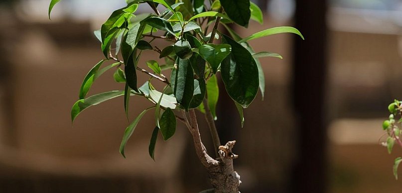 Fikus benjamina – dlaczego traci liście i jak temu zapobiec