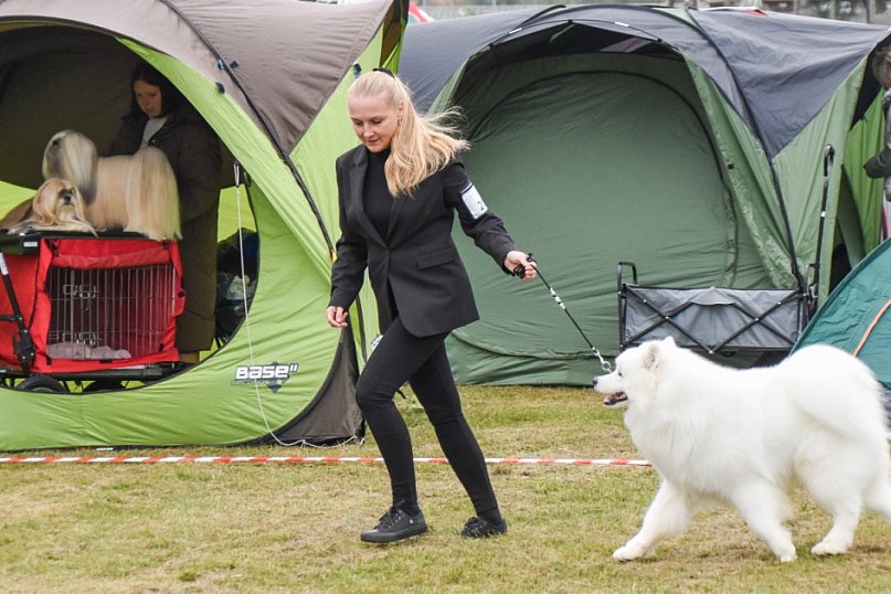 Międzynarodowa wystawa psów w Uniejowie