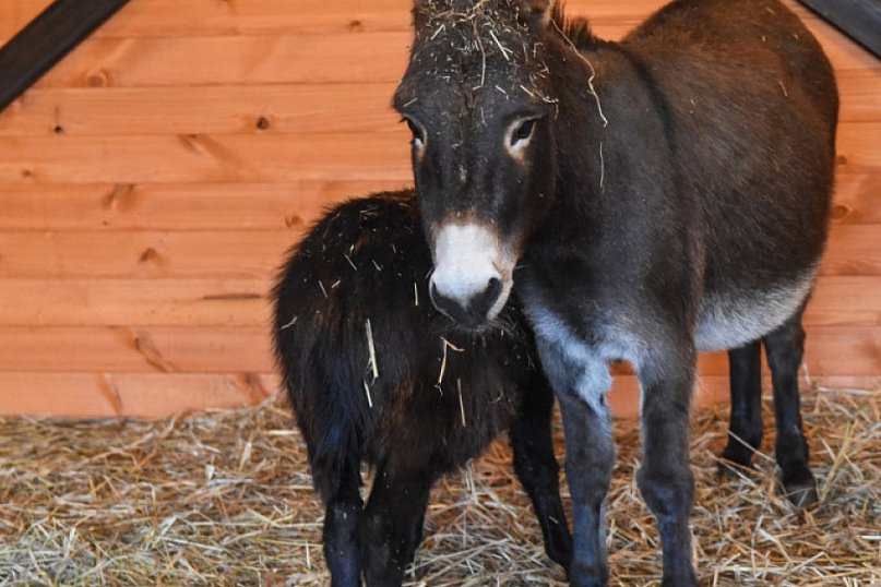 Żywa szopka w Zoo Borysew