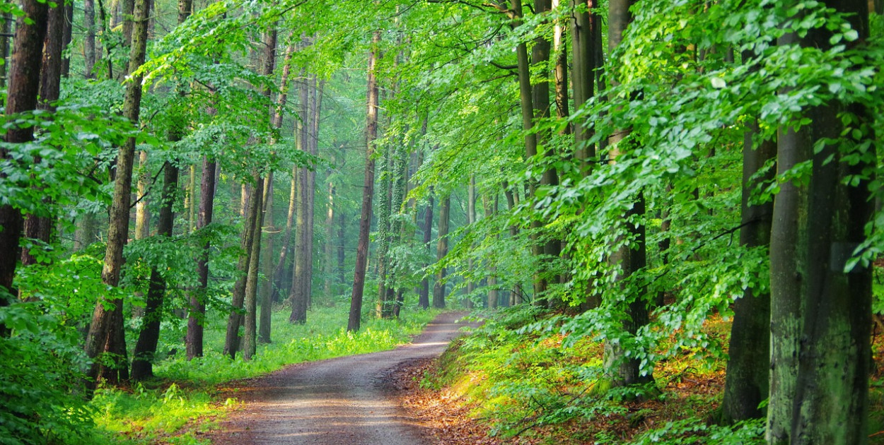 Na grzyby samochodem? Jeden wjazd w złe miejsce i słono zapłacisz