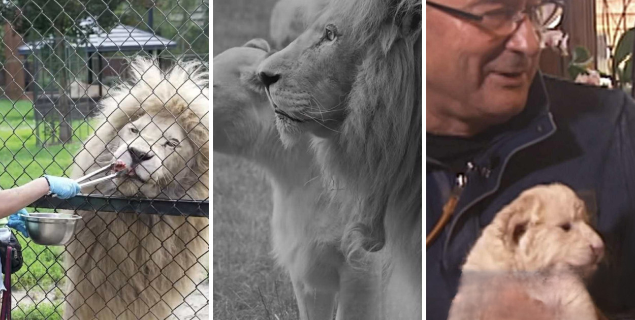 Smutne pożeganie w Zoo w Borysewie. Odszedł Sahim, legendarny biały lew [WIDEO]