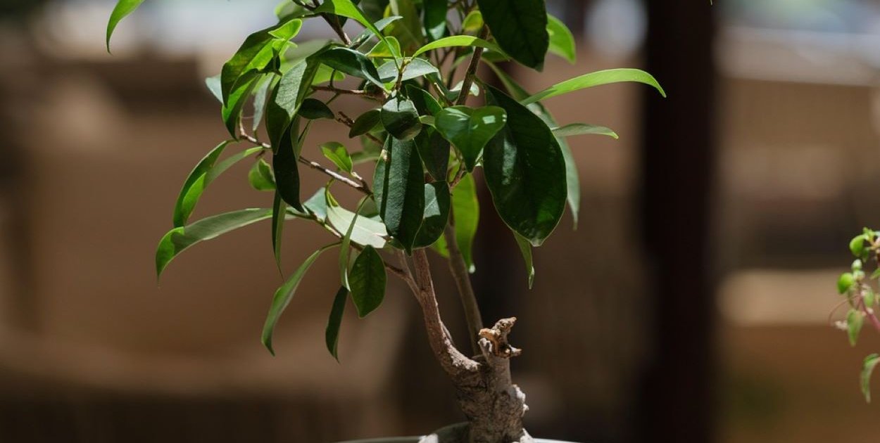 Fikus benjamina – dlaczego traci liście i jak temu zapobiec