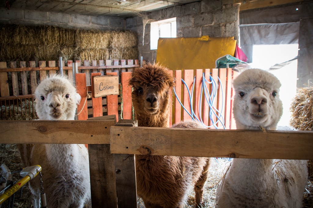 W pracy z dziećmi pomagają  psy, alpaki, osiołki i konie, a także alpacze.