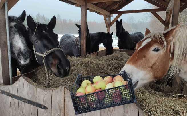 Pomóż nam nakarmić 22 konie w azylu w Krępie 36 (gmina Poddębice), który możesz zawsze odwiedzić! 