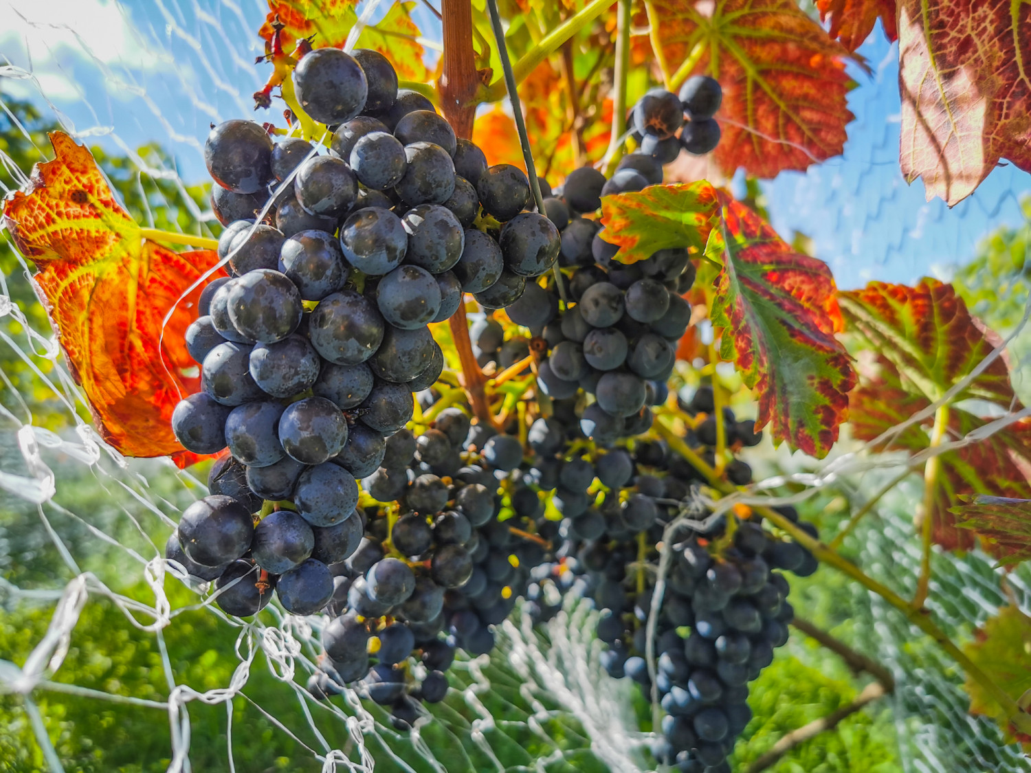 W winnicy Uniejów uprawiane jest kilka gatunków szczepów winorośli